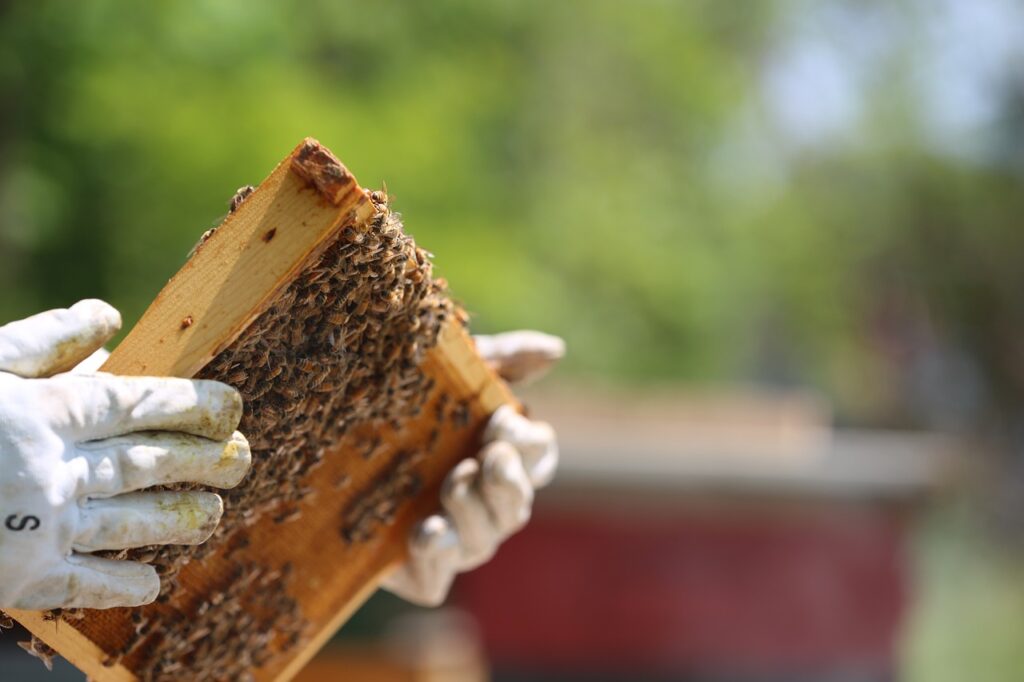 beekeeper, gloves, hives