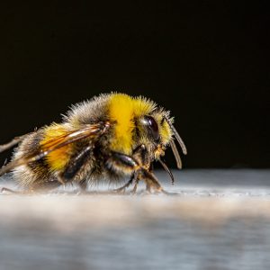 bumble bee, bee, bombus