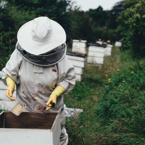 apiary, bee, bee farm